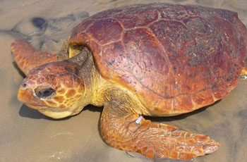 Tortuga Cabezona (Caretta caretta)