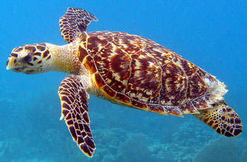 Tortuga Carey (Eretmochelys imbricata)